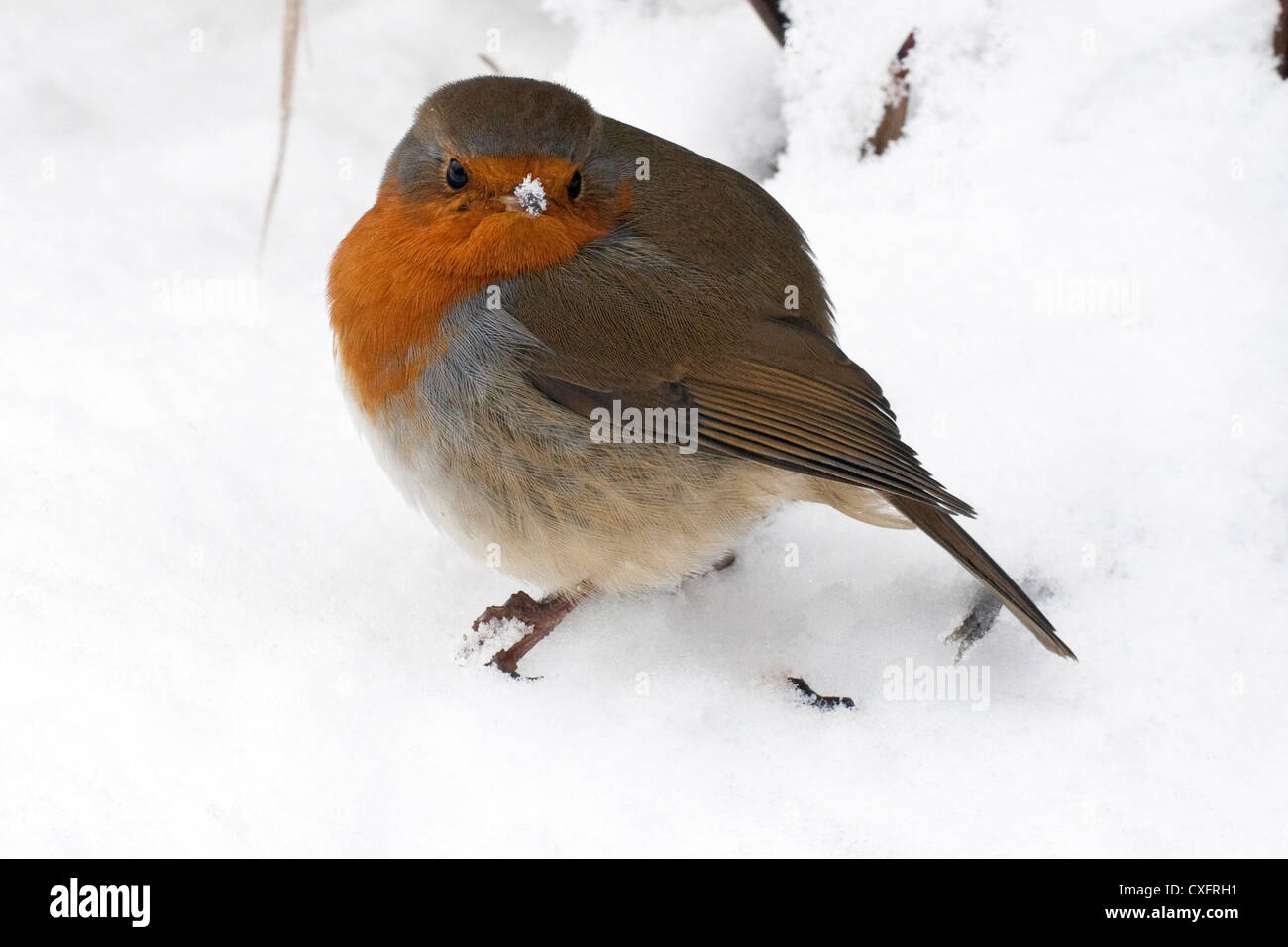Robin redbreast dans la neige Banque D'Images