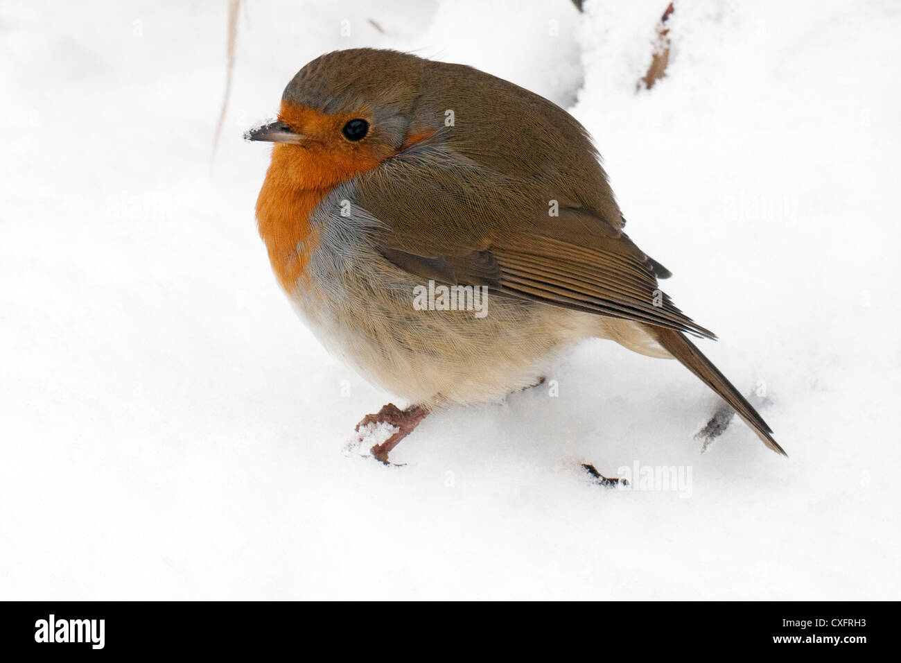 Robin redbreast dans la neige Banque D'Images