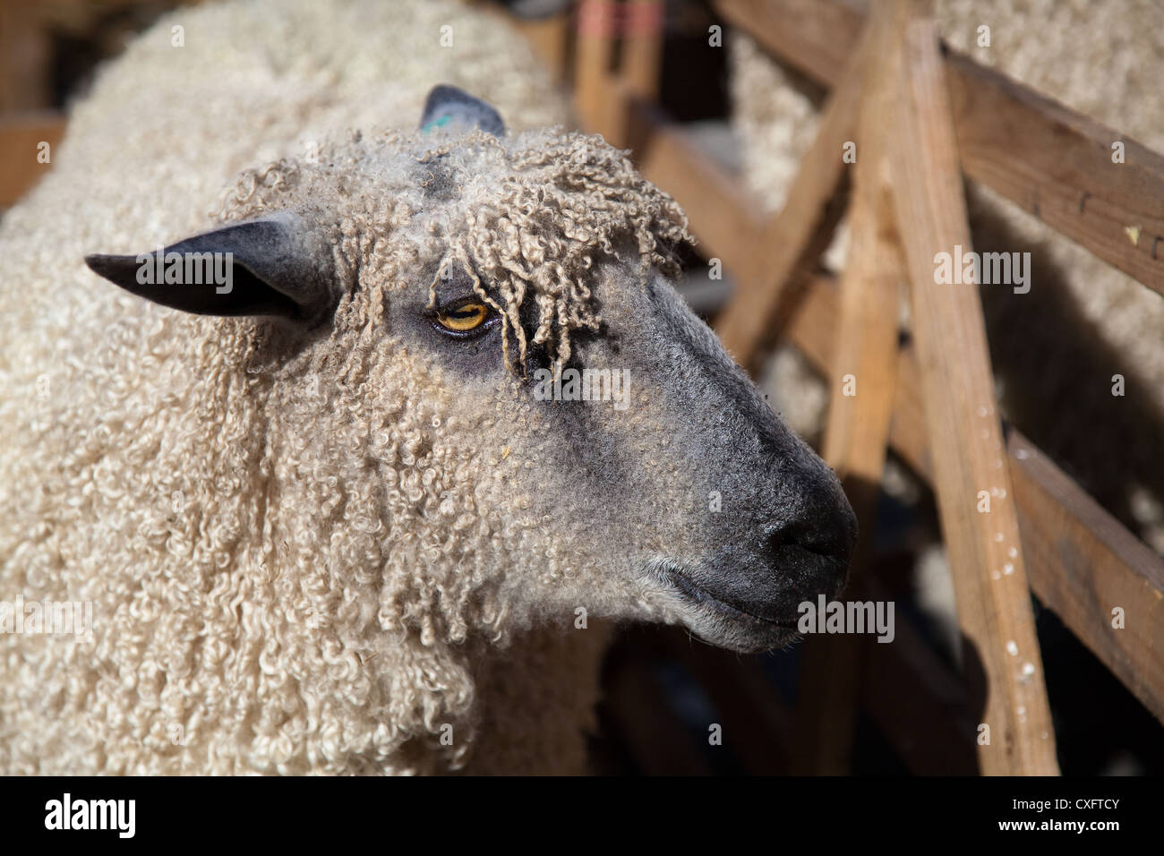 Wensleydale le plus grand mouton moutons britanniques au mouton Masham, juste au nord du Yorkshire, UK Banque D'Images
