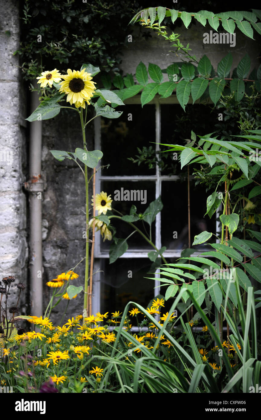 De plus en plus un tournesol par un chalet à partir de la fenêtre de frontière avec Rudbeckia UK Banque D'Images