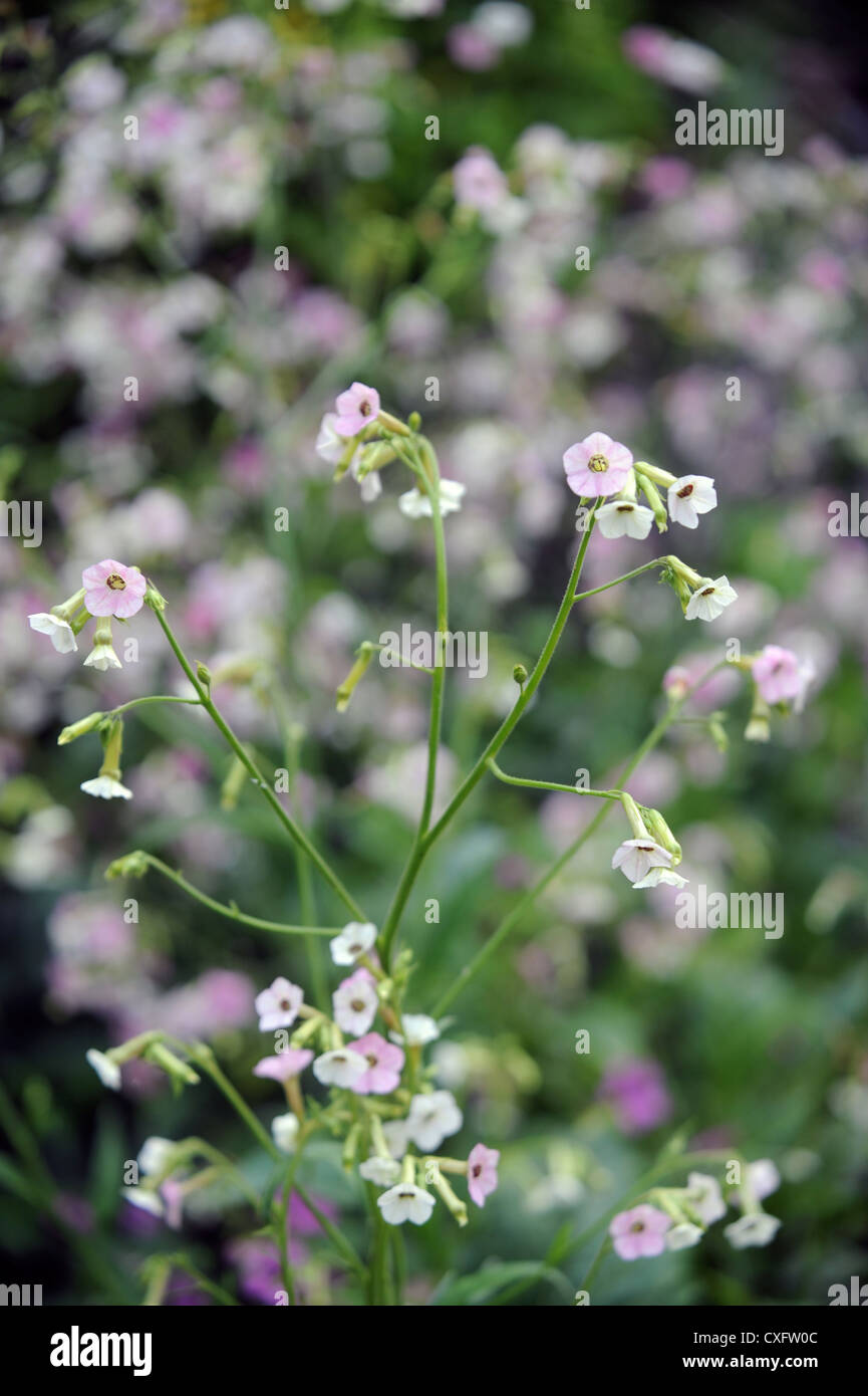 Nicotiana mutabilis ou une plante de tabac dans l'exotisme d'un jardin anglais de la frontière Banque D'Images