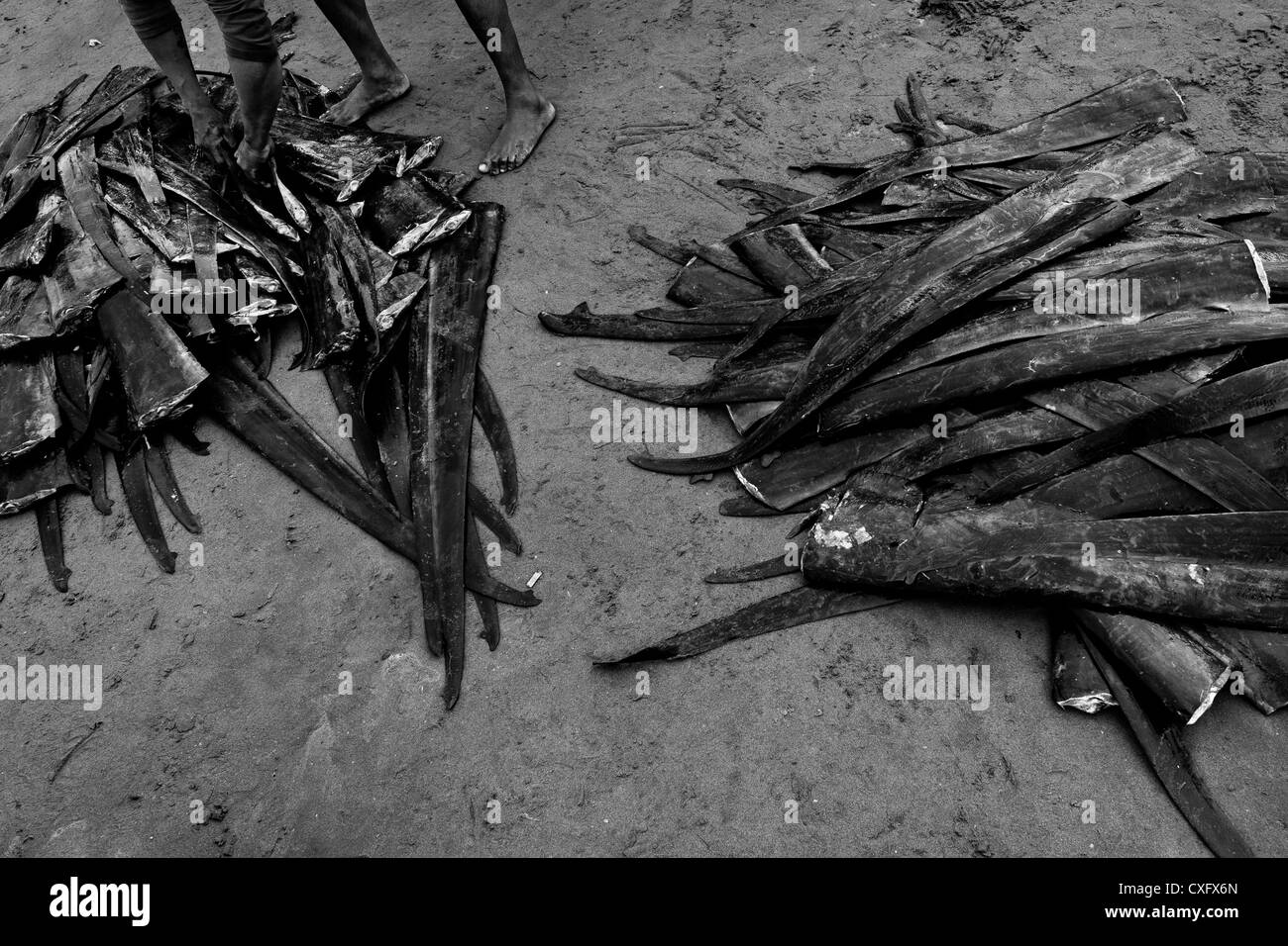 Des piles de couper les ailerons de requin tresher vu sur la plage de Manta, en Equateur. Banque D'Images