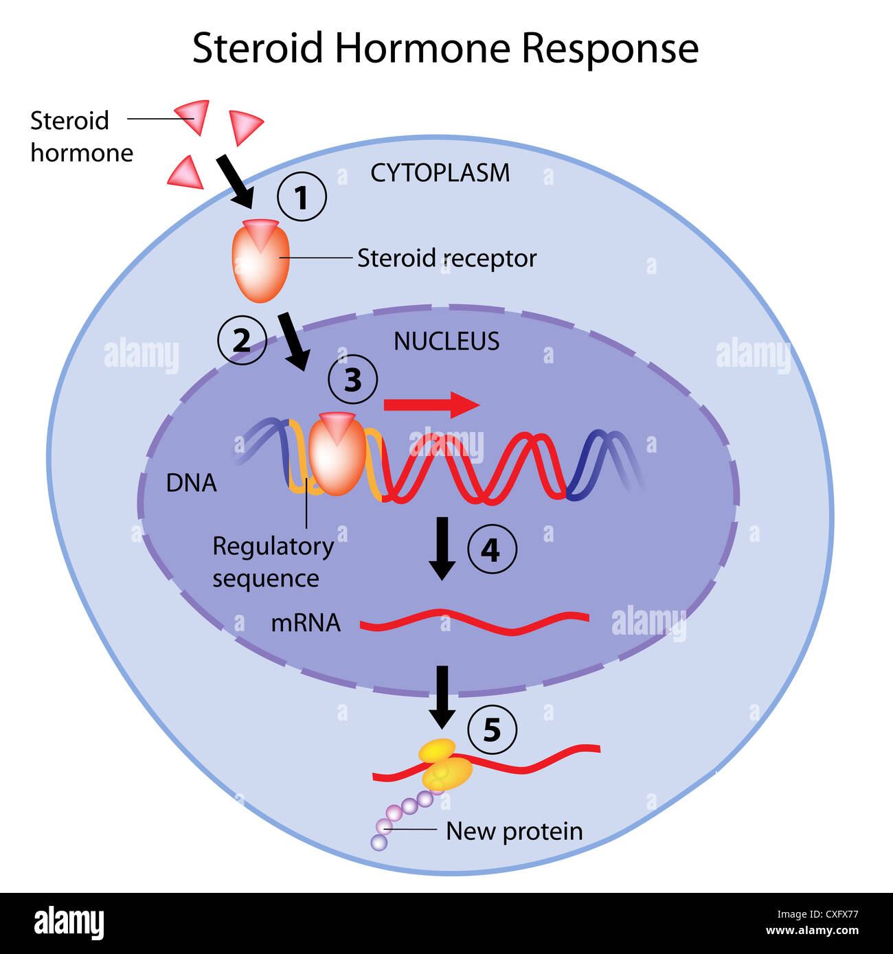 Here Is A Method That Is Helping meilleur steroide oraux