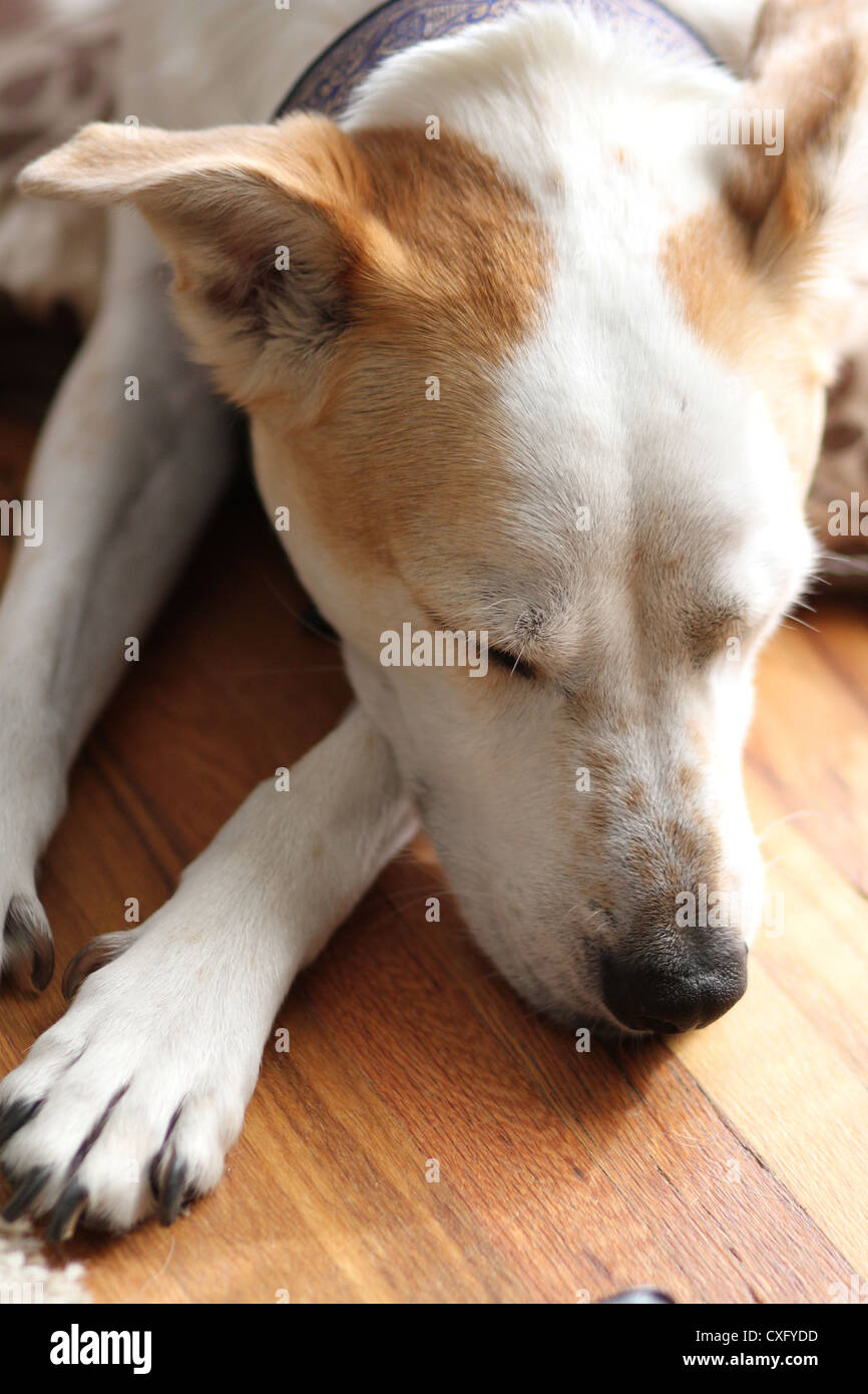 Un gros plan d'un chien dormir. Banque D'Images