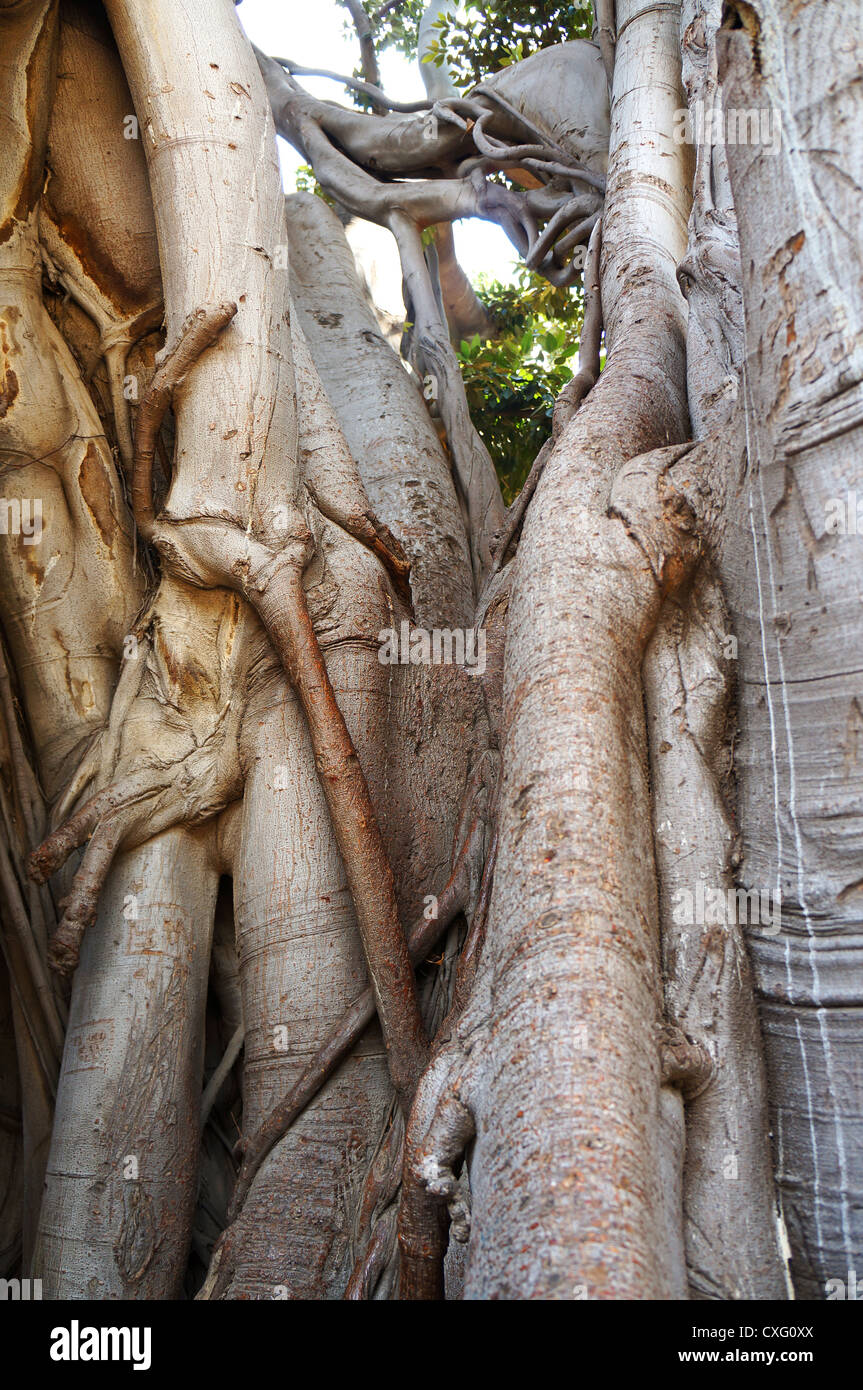 Racines et branches de Ficus macrophylla dans la Villa Garibaldi de Palerme en Sicile Banque D'Images