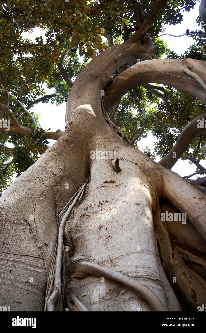 Racines et branches de Ficus macrophylla dans la Villa Garibaldi de Palerme en Sicile Banque D'Images