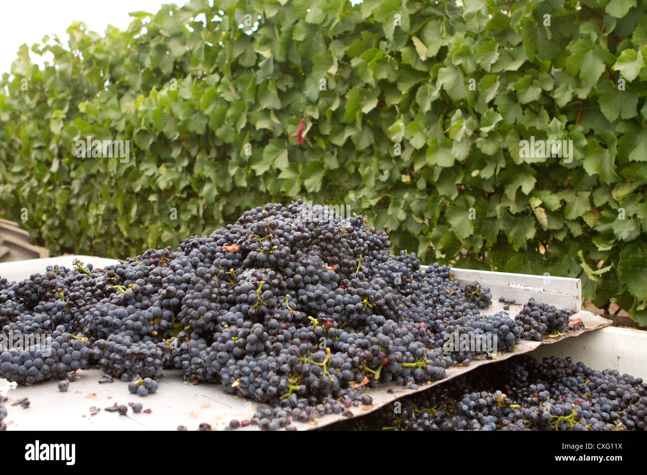 Une pile de pinot noir sur une table de tri sur le terrain. Banque D'Images