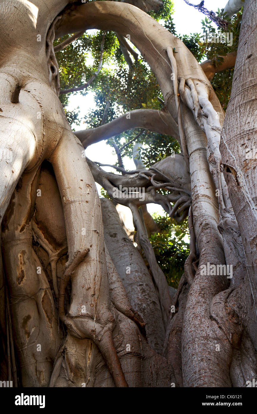 Racines et branches de Ficus macrophylla dans la Villa Garibaldi de Palerme en Sicile Banque D'Images