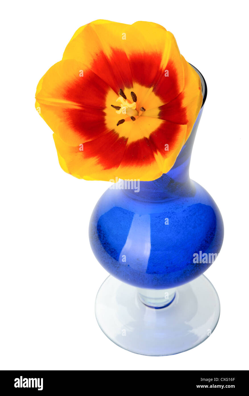 Fleurs tulipes dans un vase de verre bleu, isolé sur un fond blanc. Banque D'Images