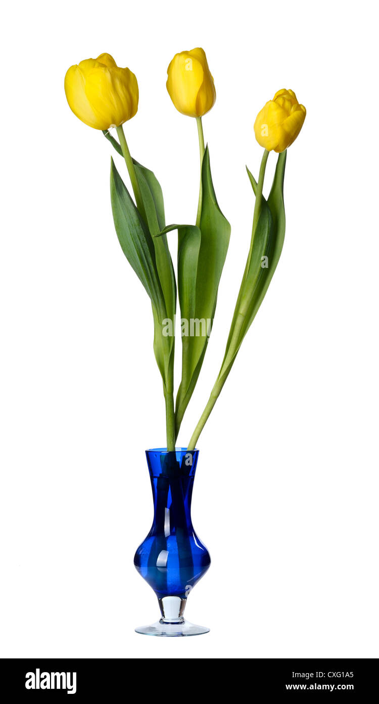 Fleurs tulipes dans un vase de verre bleu, isolé sur un fond blanc. Banque D'Images