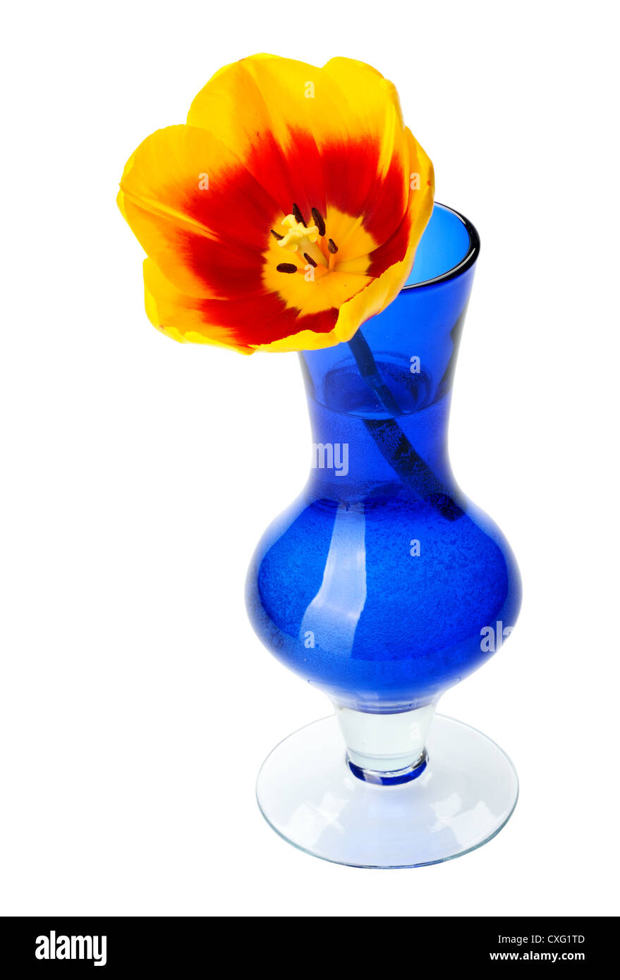 Fleurs tulipes dans un vase de verre bleu, isolé sur un fond blanc. Banque D'Images