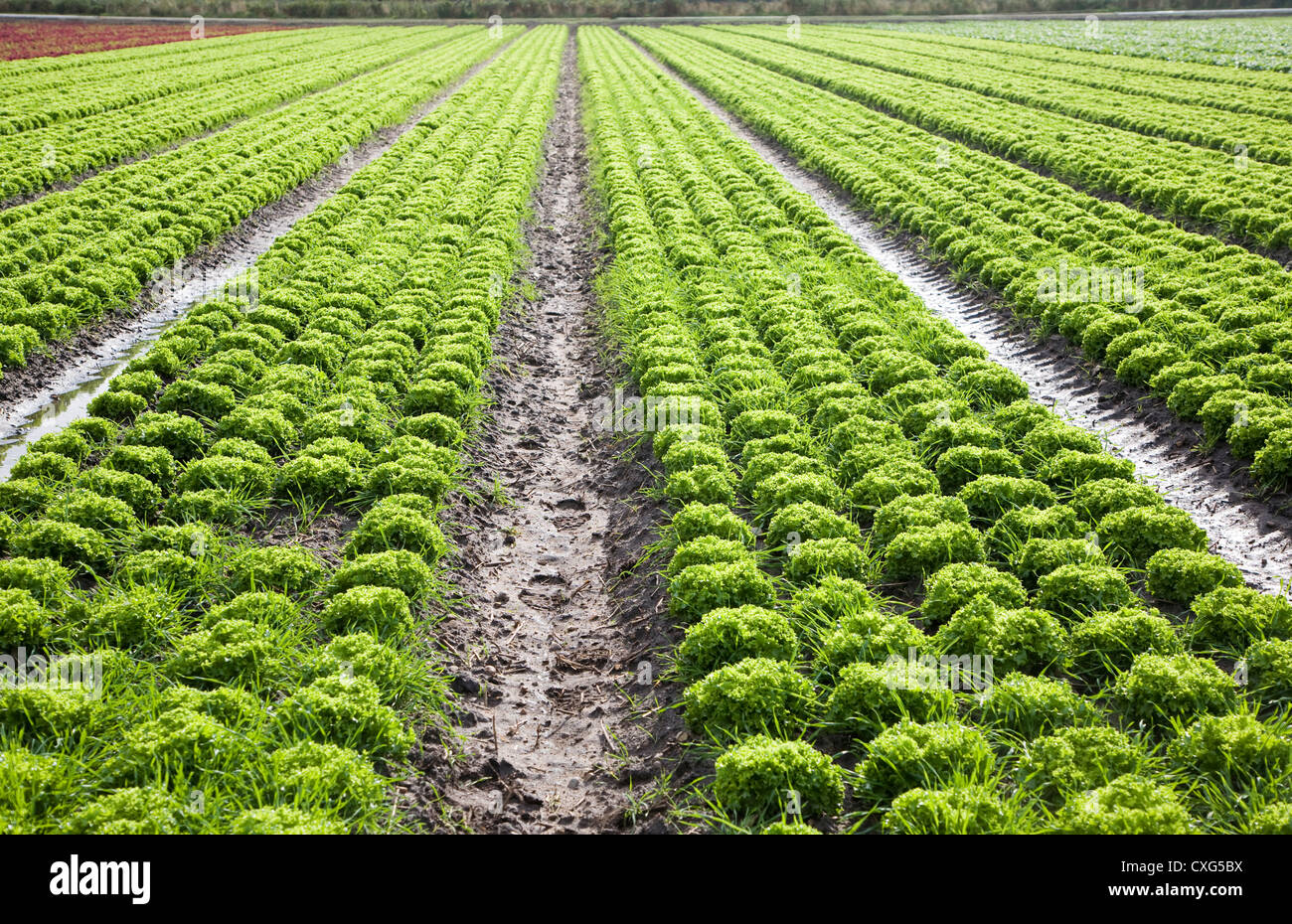 Lignes de croissance des cultures de laitue dans la zone Alderton Suffolk Angleterre Banque D'Images