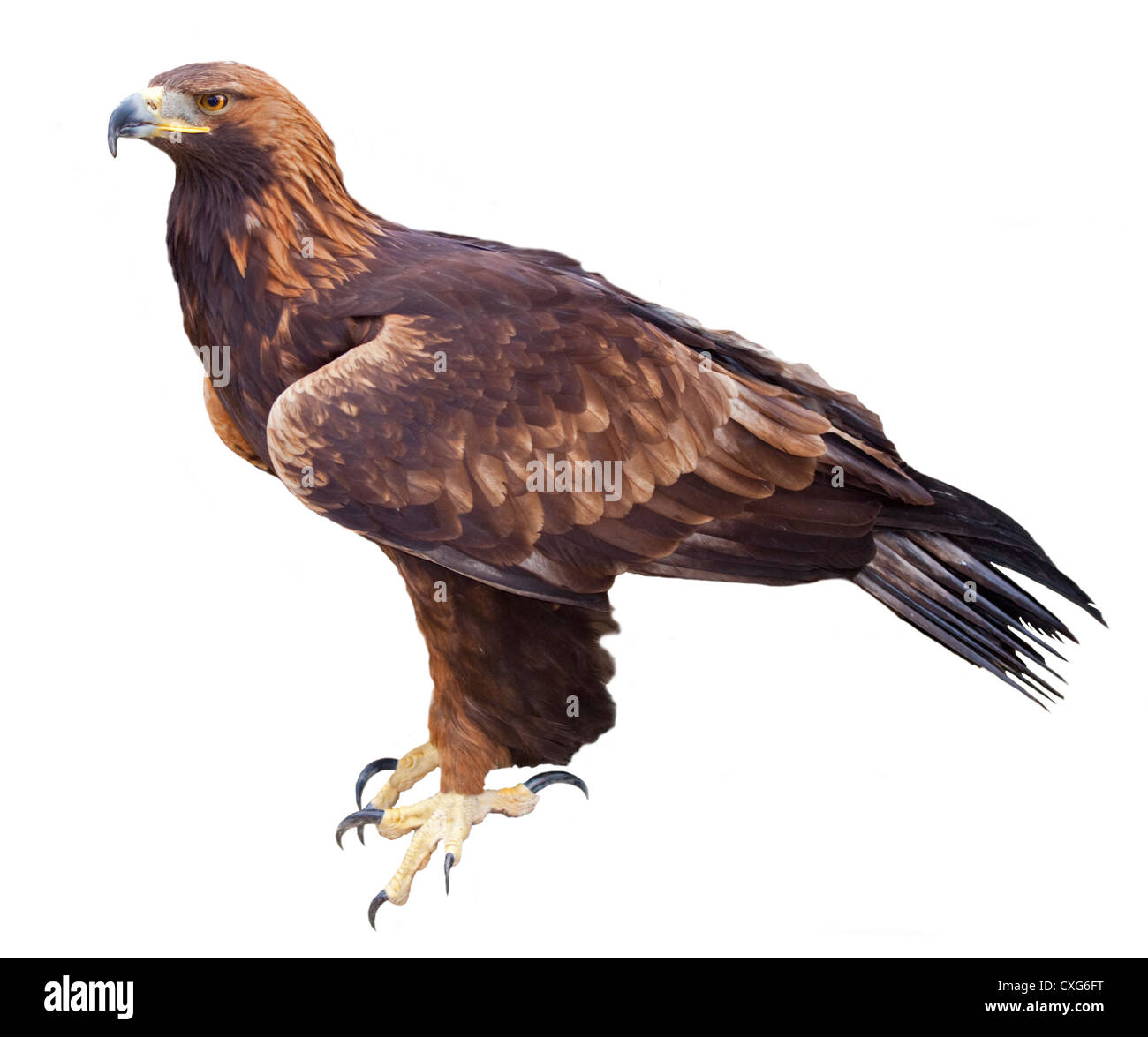 L'Aigle royal (Aquila chrysaetos) sur fond blanc Banque D'Images