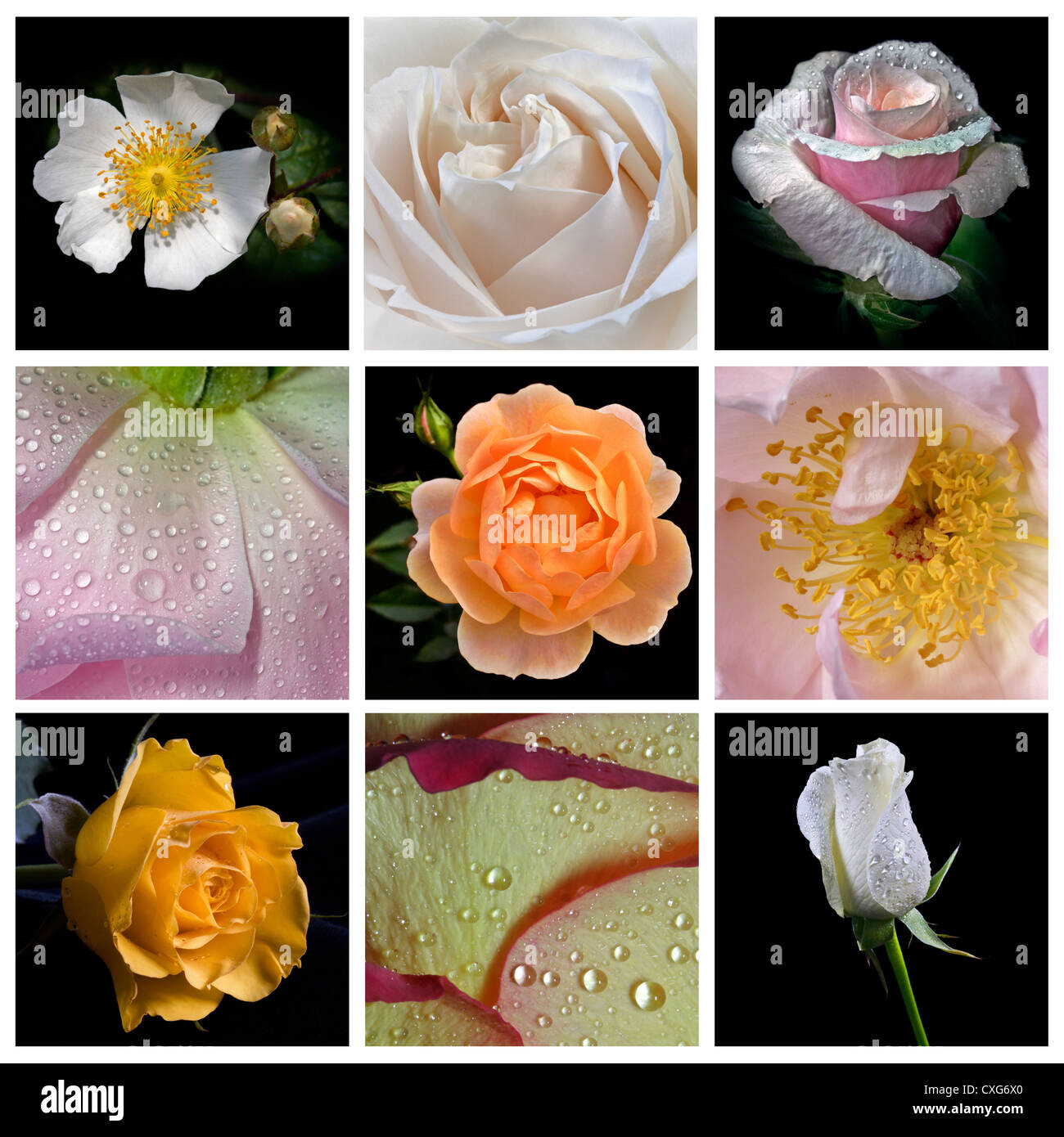 Composé de 9 images Rose Banque D'Images