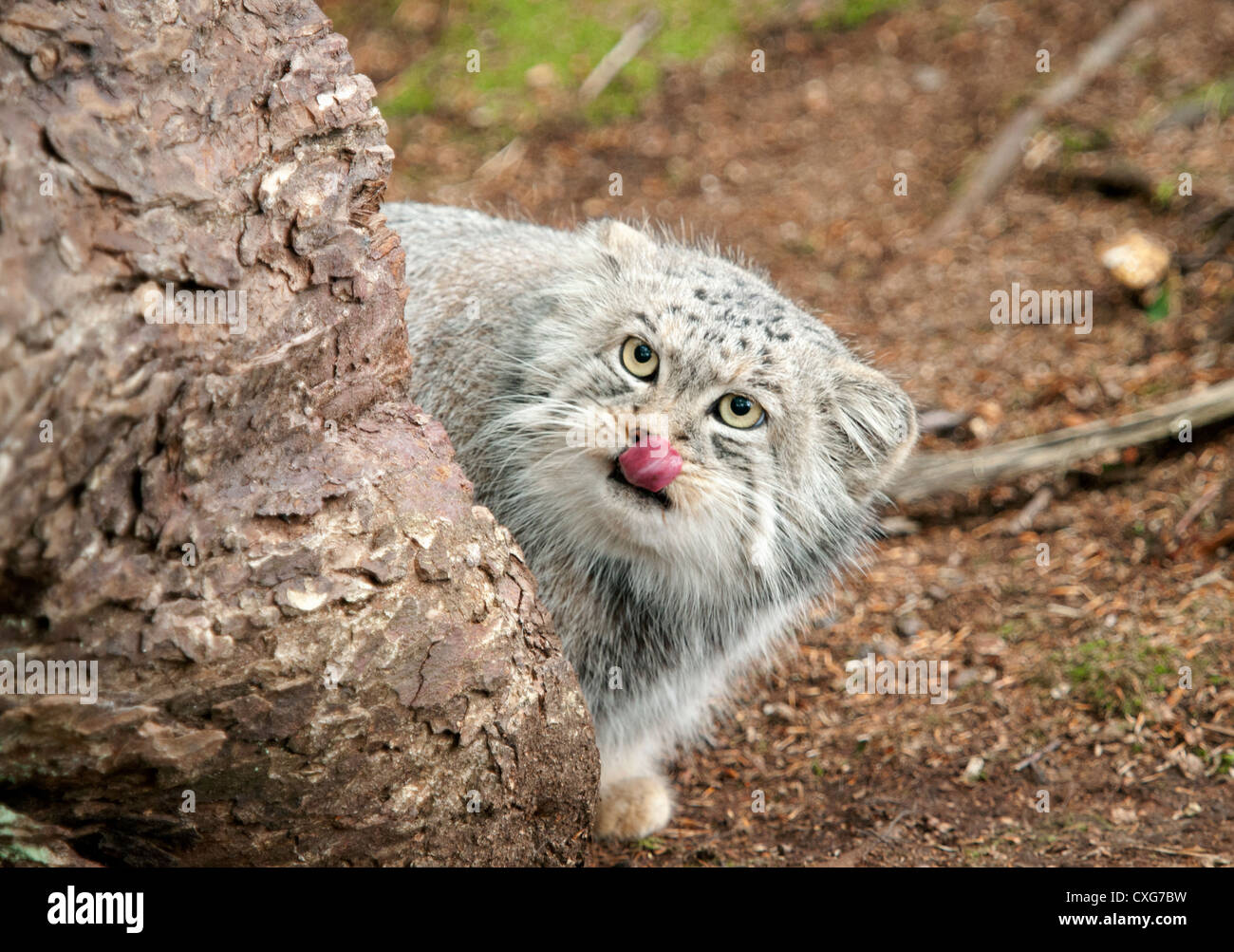 Pallas cat arbre rond de peering Banque D'Images