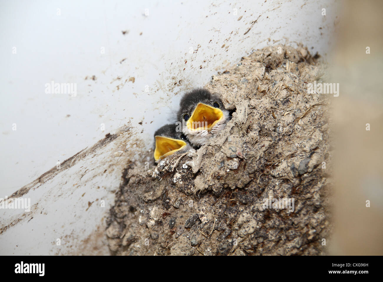 Oiseaux de bébé dans un nid Banque D'Images