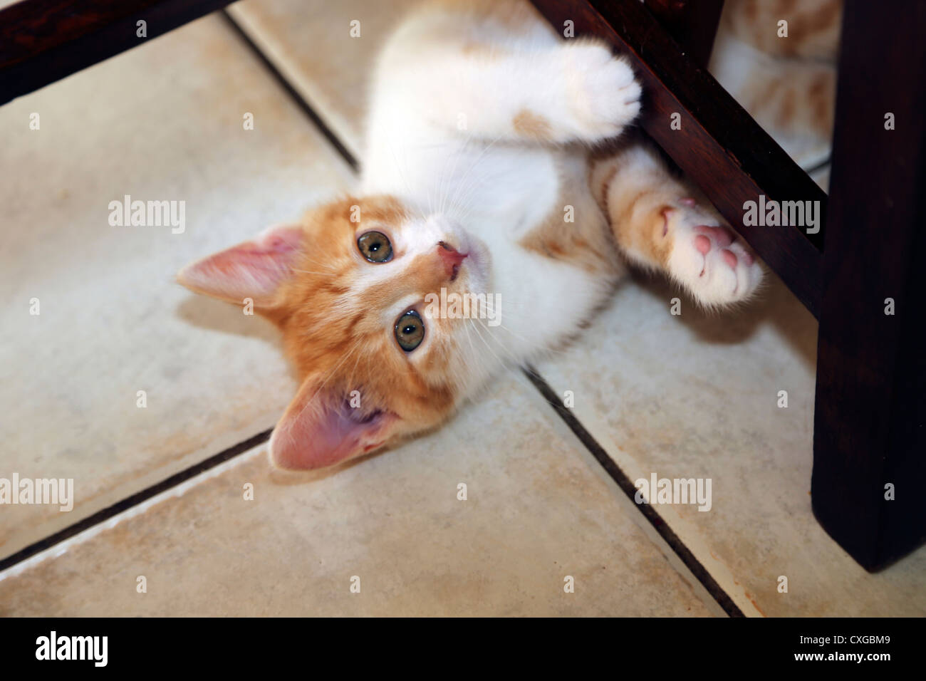Le gingembre et White Kitten Playing sous Présidence Leg Banque D'Images