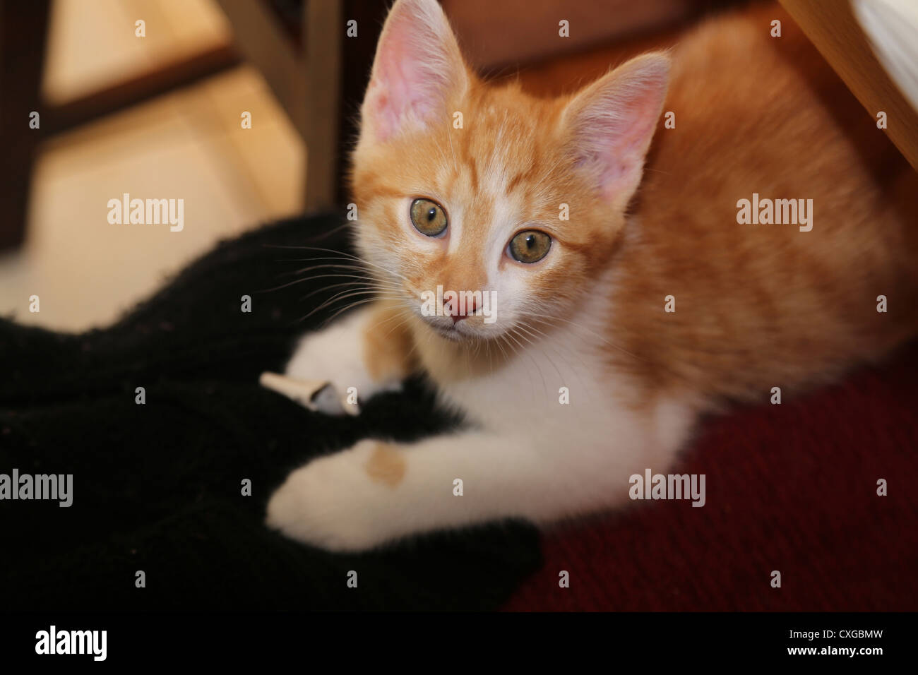 Le gingembre et le chaton blanc portant sur la présidence Banque D'Images