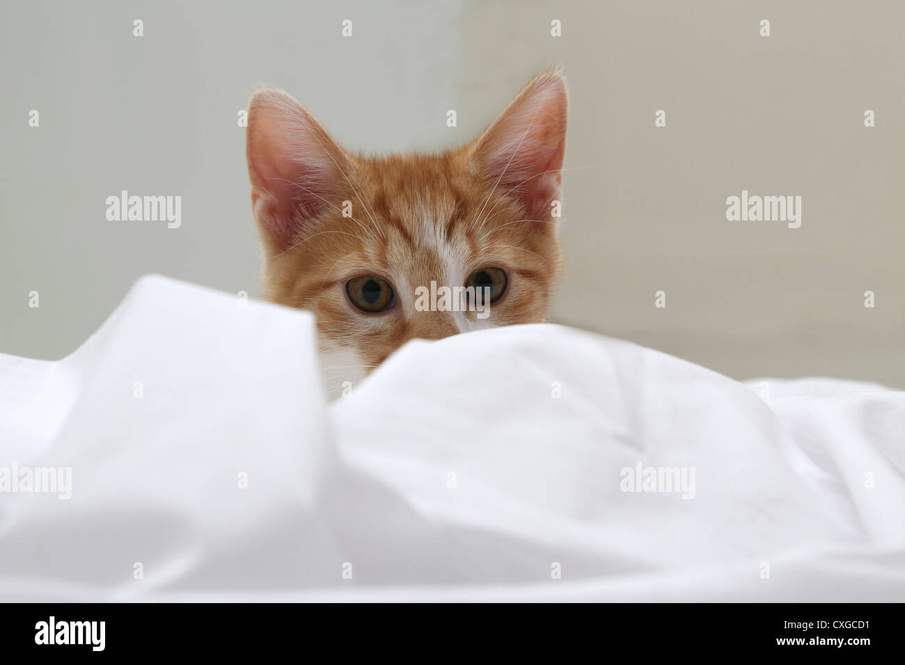 Chaton Blanc et gingembre à la recherche à l'aide d'une feuille Banque D'Images