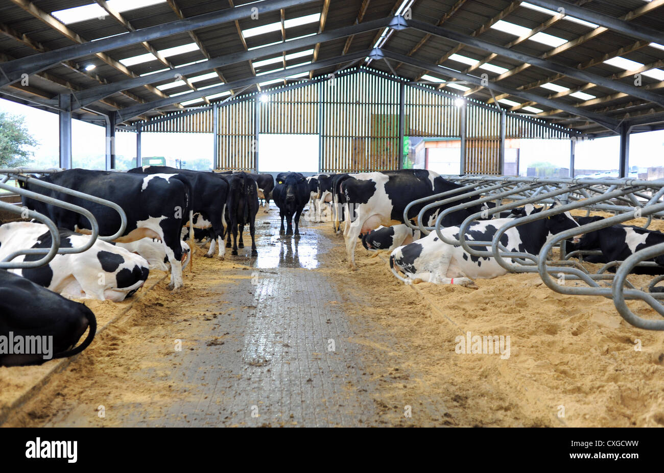 Dans Sidlesham Chalder Farm West Sussex UK à l'intérieur de la transition à sec des bâtiments de vache Banque D'Images