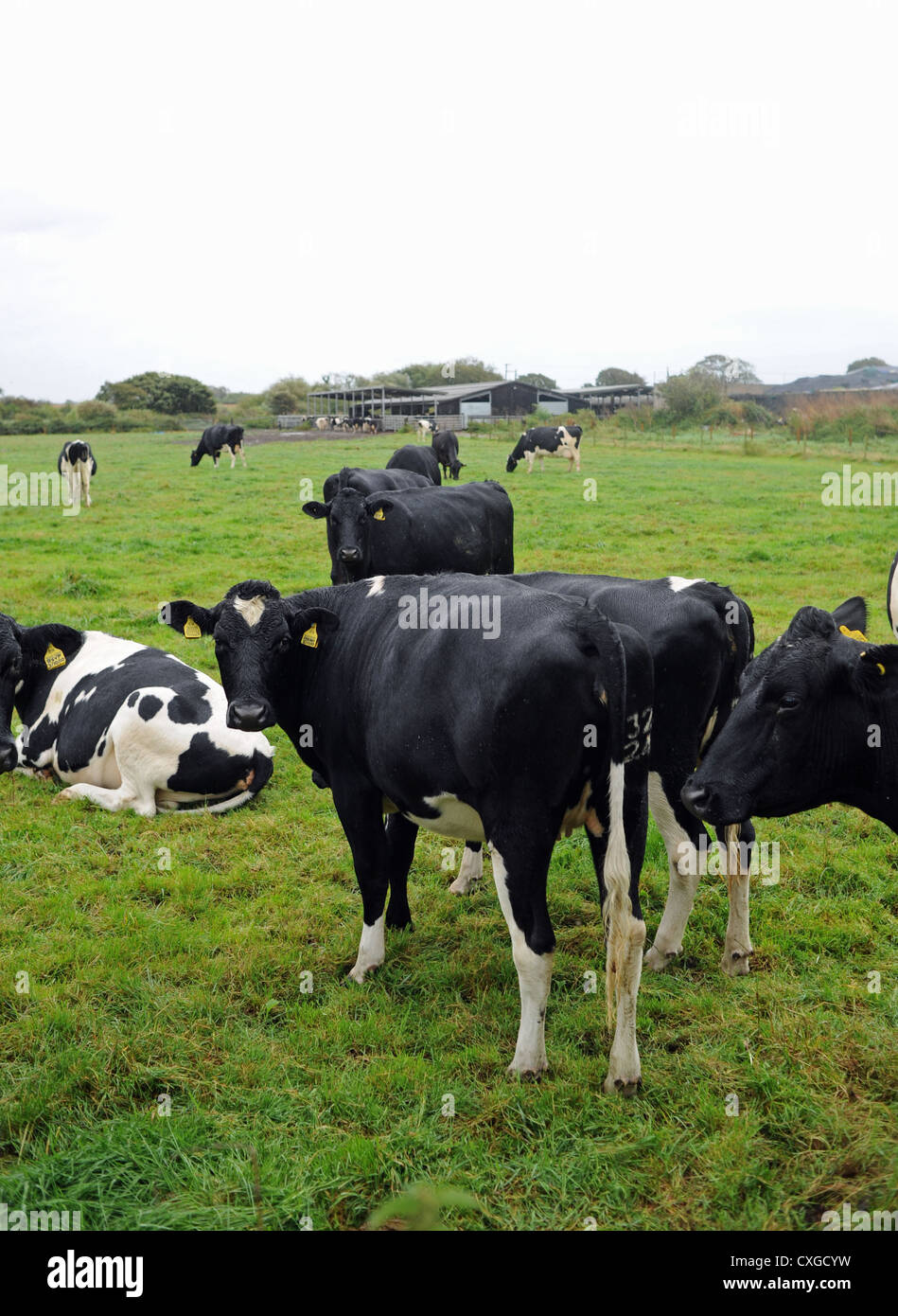 Dans Sidlesham Chalder Farm West Sussex UK Dairy Herd et heiffers Banque D'Images