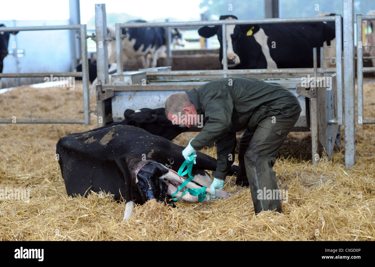 Dans Sidlesham Chalder Farm West Sussex UK L'agriculteur aide un veau vache Banque D'Images