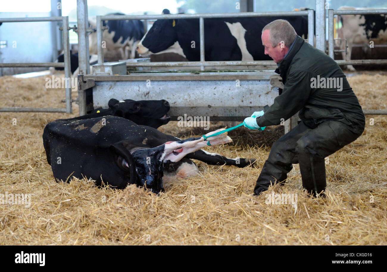 Dans Sidlesham Chalder Farm West Sussex UK L'agriculteur aide un veau vache Banque D'Images