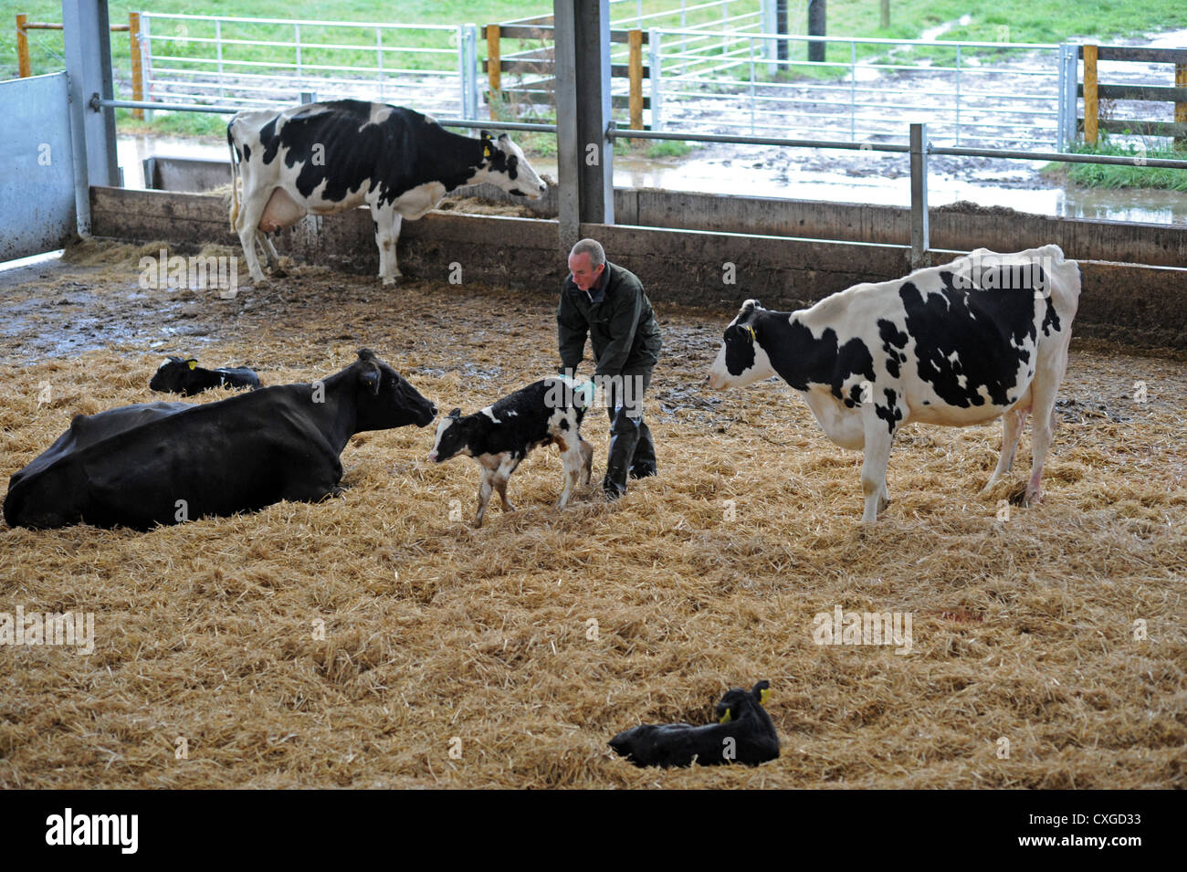 Dans Sidlesham Chalder Farm West Sussex UK Agriculteur avec des vaches et leurs veaux nouveau-né Banque D'Images