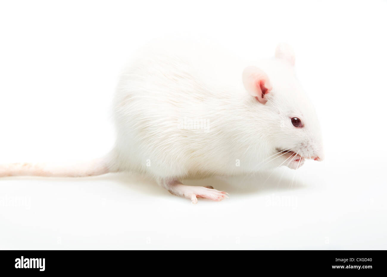 Gène des cheveux roux Banque de photographies et d’images à haute ...