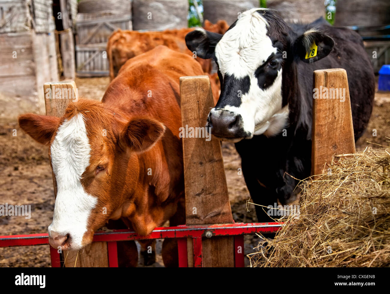 Les veaux de race croisée dans un enclos de ferme. Banque D'Images