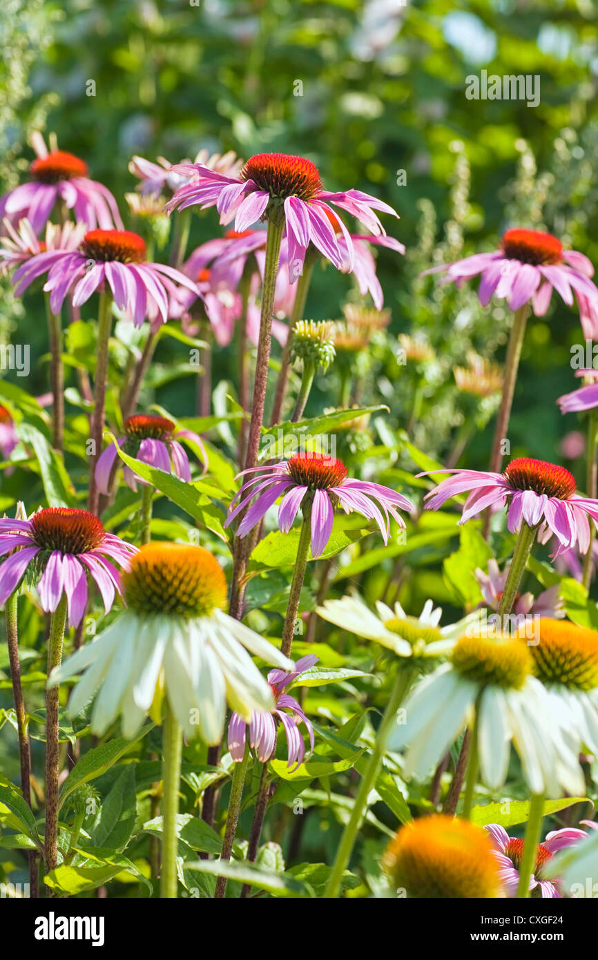Coneflowers blanc et rose dans le jardin d'été. Banque D'Images