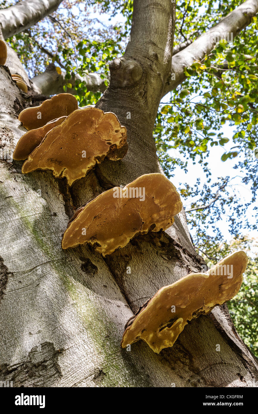 Les champignons parasites sur un tronc d'arbre Banque D'Images
