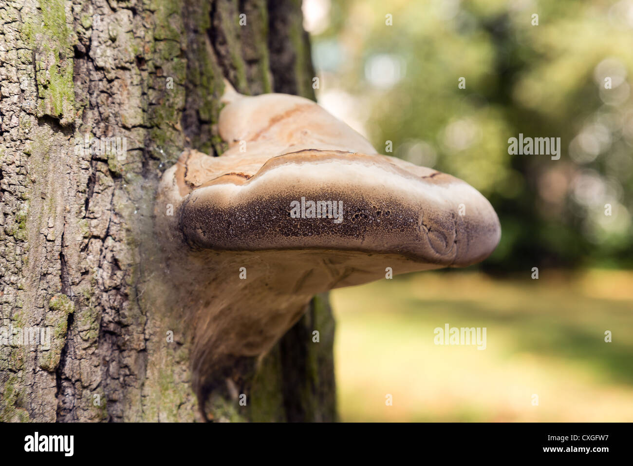 Polyporus Banque D'Images