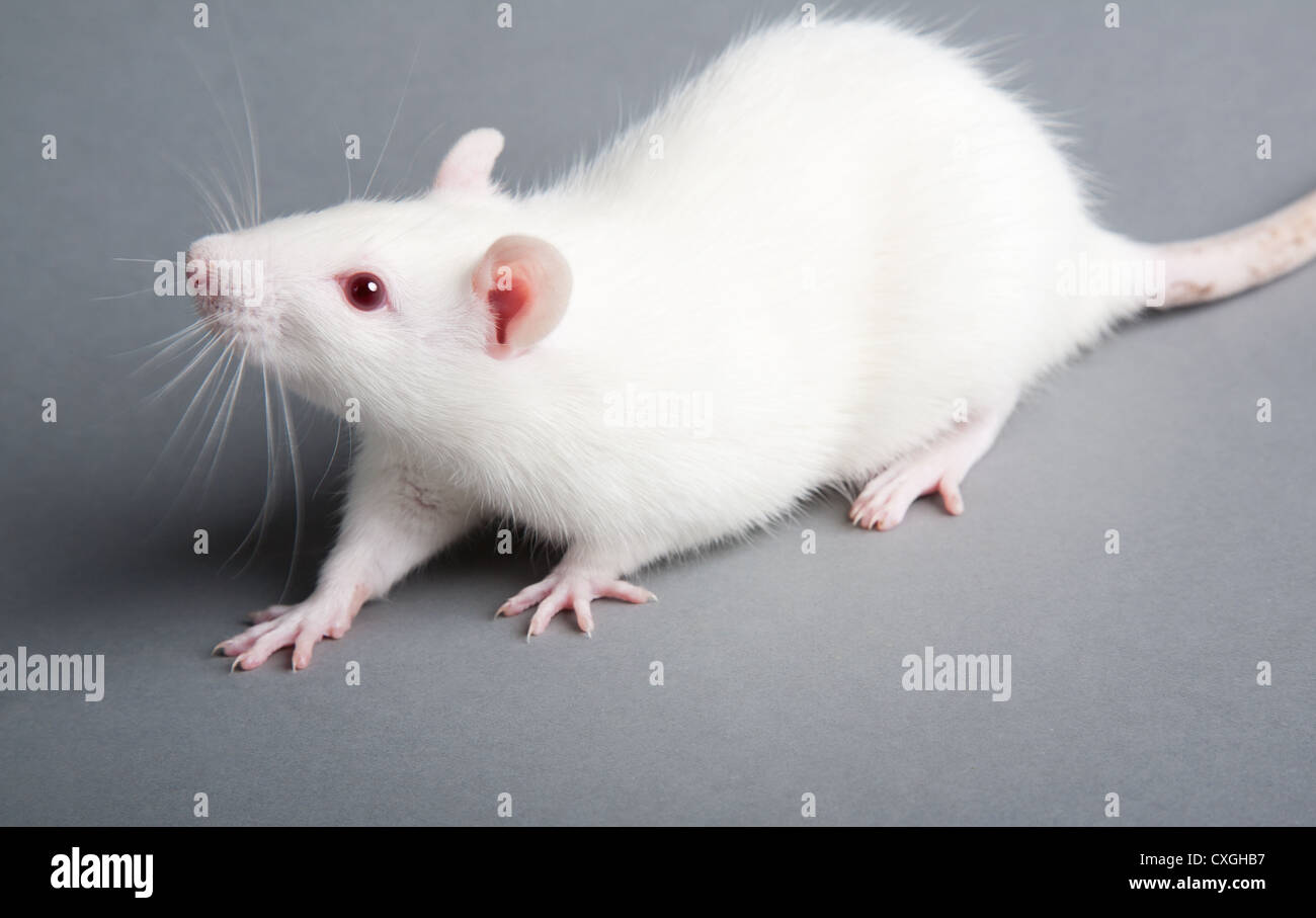 Gène des cheveux roux Banque de photographies et d’images à haute ...