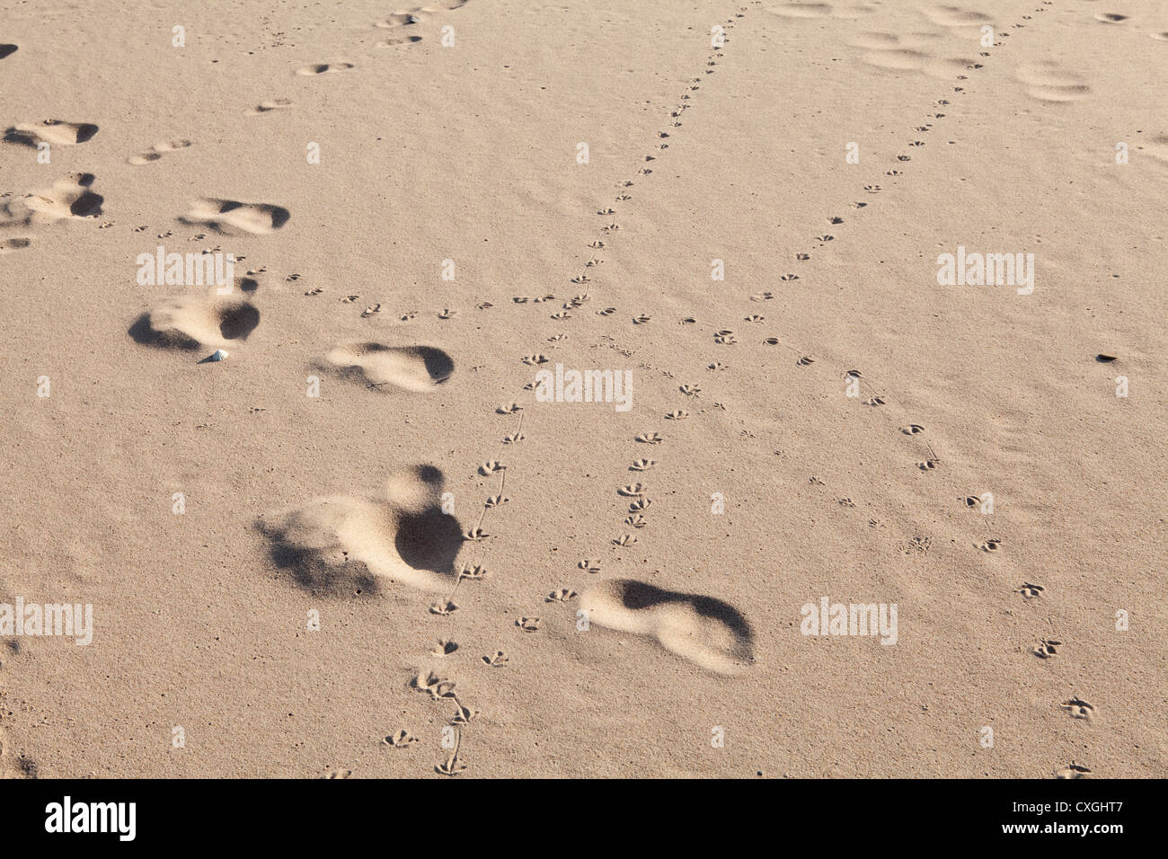 Les droits de l'empreinte écologique et de pistes d'oiseaux sur une plage de sable à Scremeston dans le Northumberland Banque D'Images