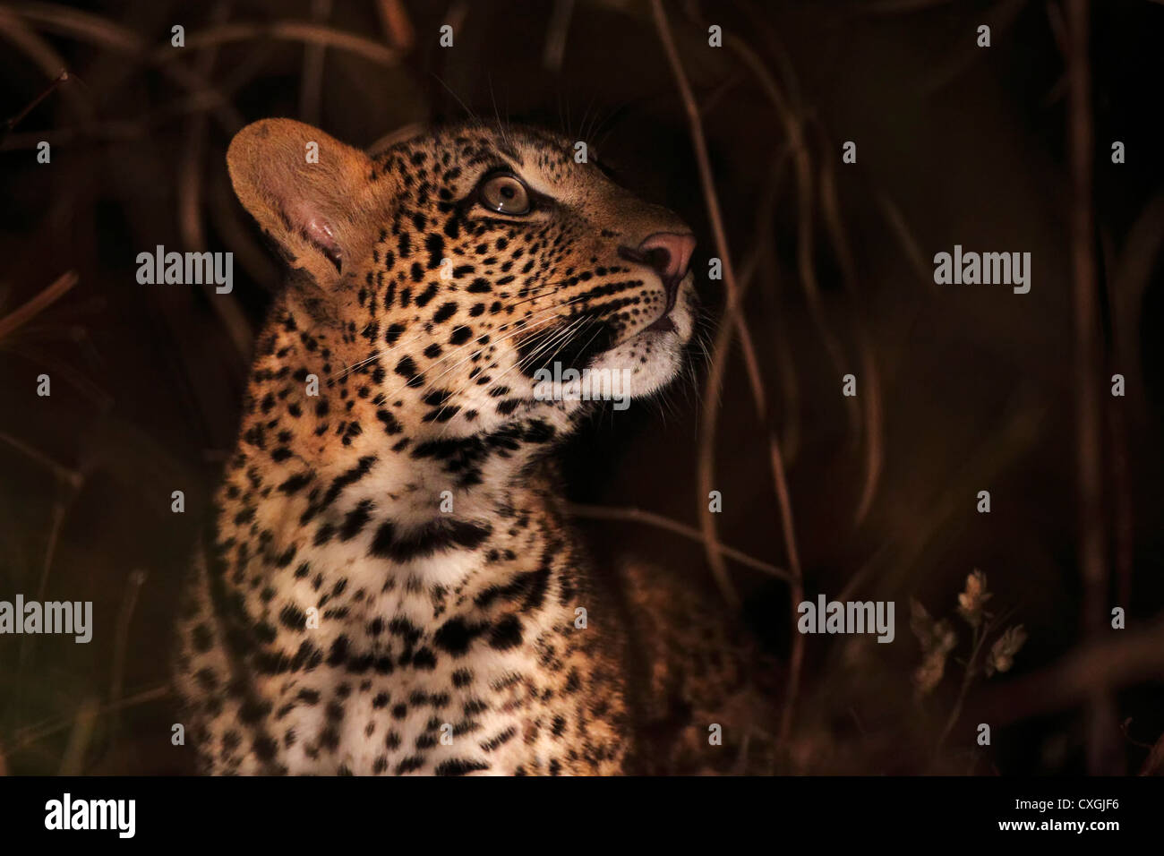 Les jeunes leopard dans la nuit. South Luangwa National Park, Zambie, Sambia, Secteur Nsefu Banque D'Images