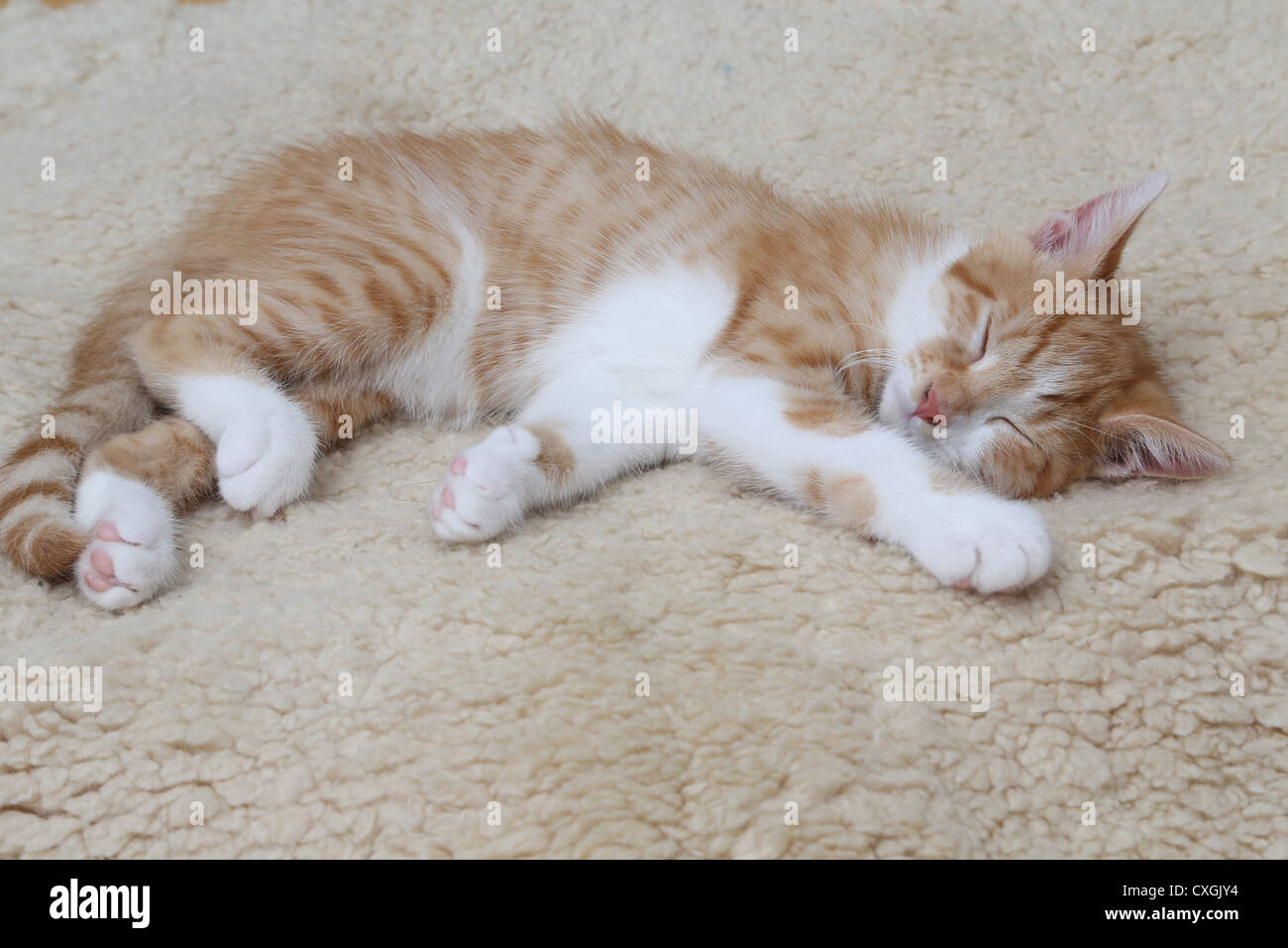 Le gingembre et Blanc chaton dormant sur une toison Banque D'Images