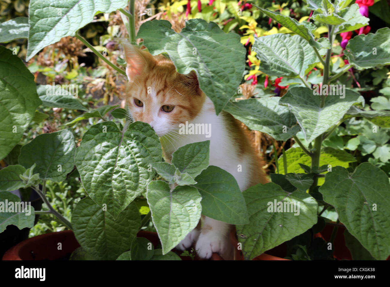 Le gingembre et le chaton blanc Enquête sur les plantes de jardin Banque D'Images