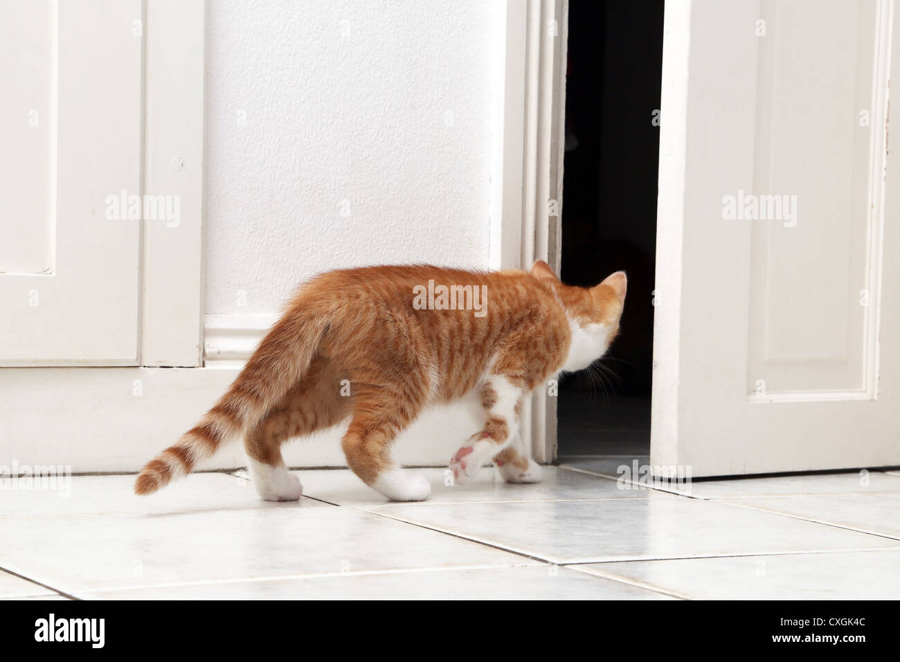 Le gingembre et le chaton blanc marche à travers la porte ouverte Banque D'Images
