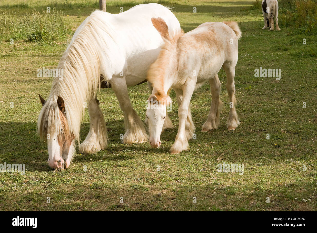 Poulain et pâturage Mare en anglais Meadow Banque D'Images