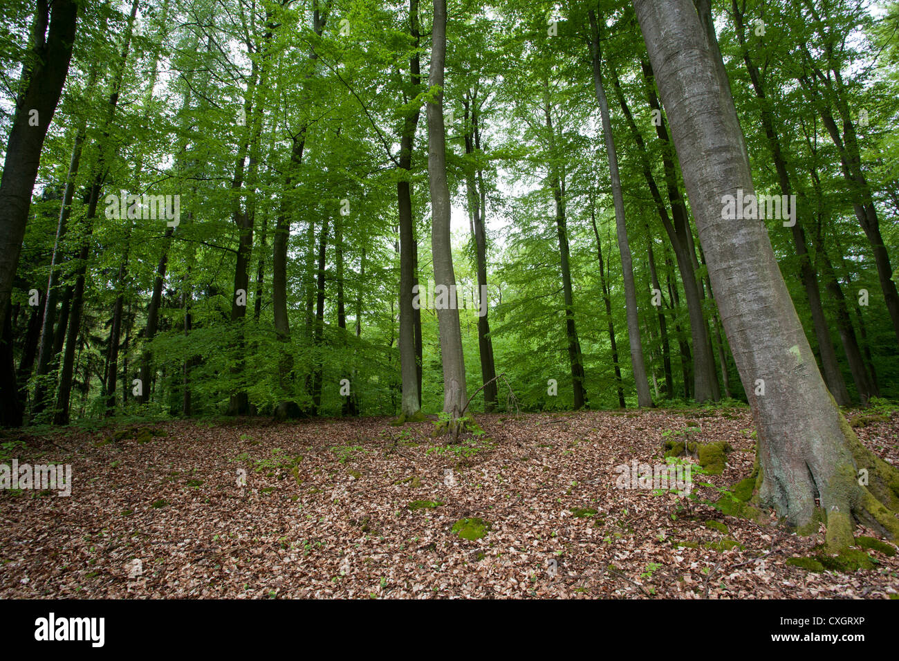 Forêt de hêtres, feldberger seenlandschaft, Feldberg, plaque de lac mecklembourgeoise district, mecklenburg-vorpommern, Allemagne Banque D'Images