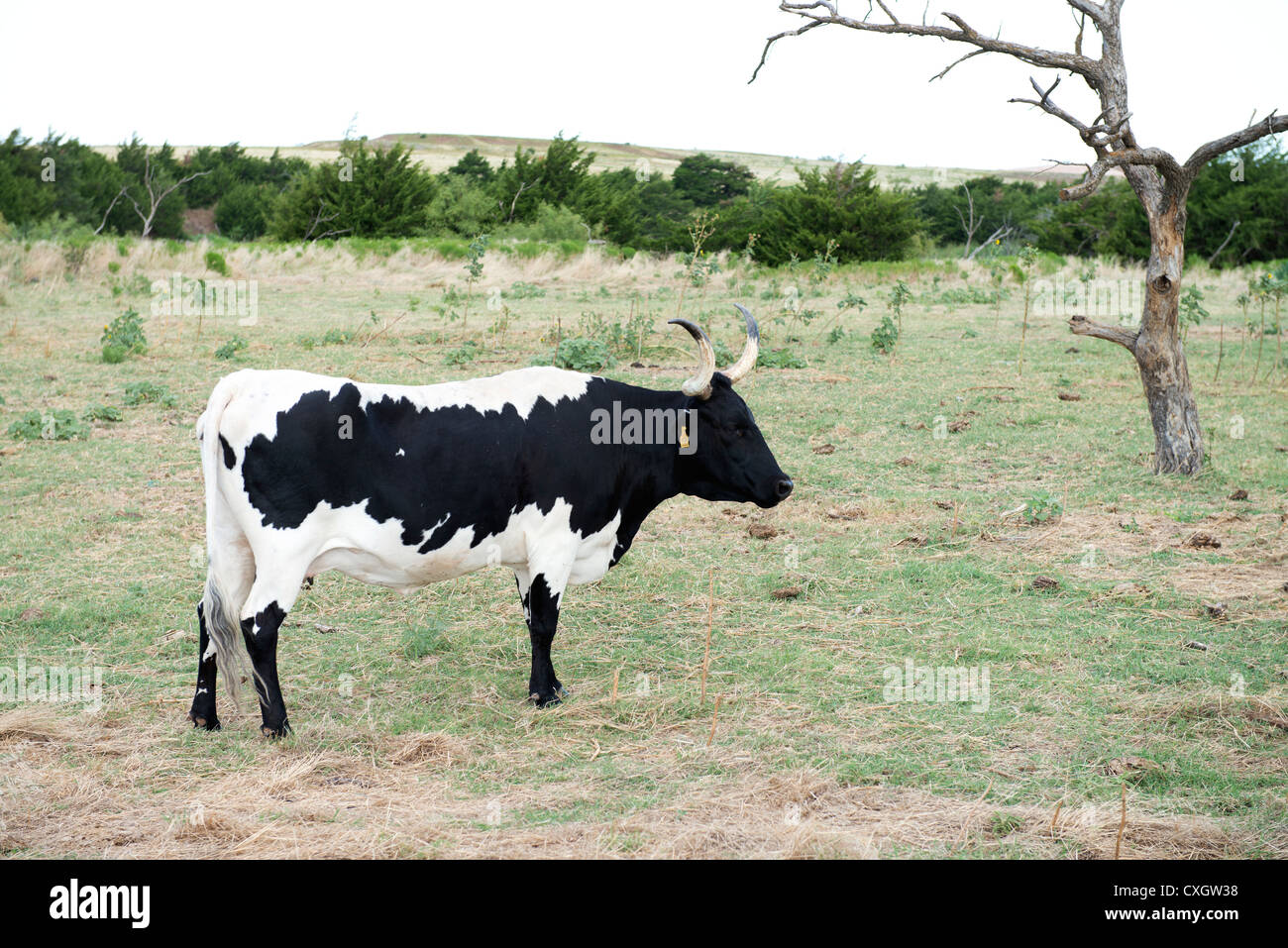 Un noir et blanc vache Texas Longhorn, Bos bos, debout dans les pâturages. Banque D'Images