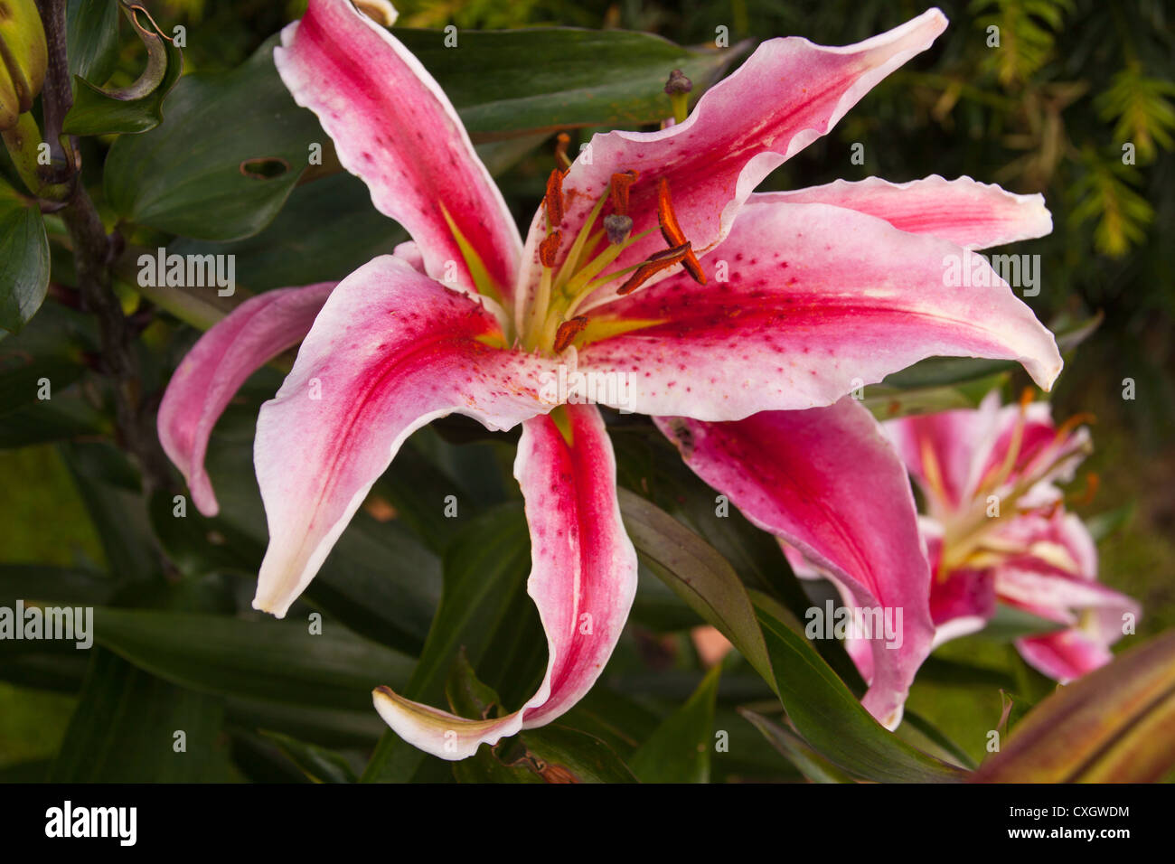 Jolie 'daylily' Hemerocallis cultivar en rose pâle à blanc par cerise. Banque D'Images