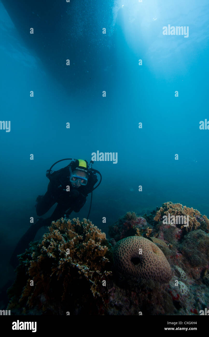 Scuba Diver à aux récifs coralliens des îles Abrolhos au sud, dans l'état de Bahia, au nord-est du Brésil. Banque D'Images