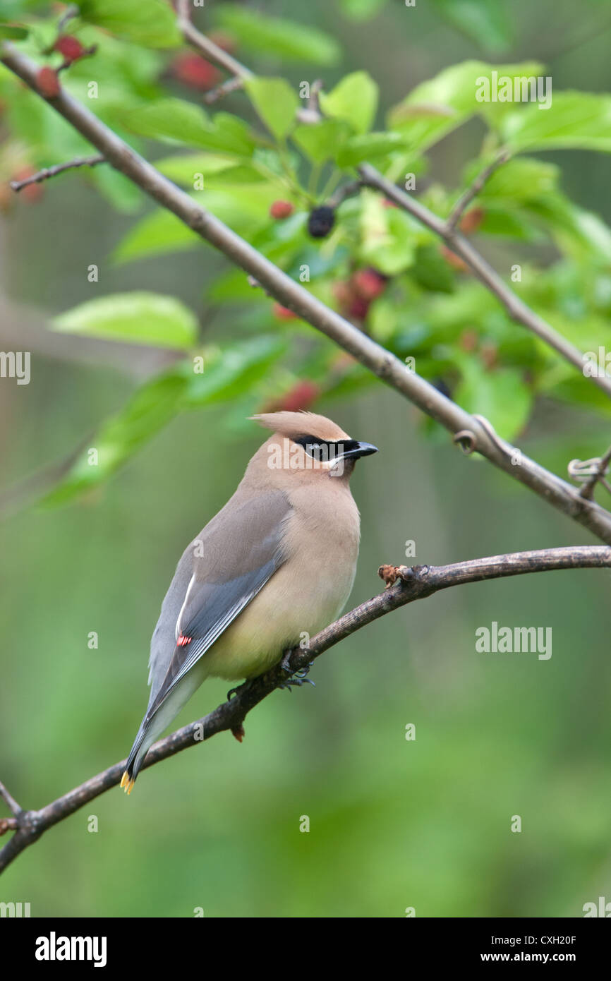 Oiseau de cèdre de Waxwing songbird perching dans le Mulberry Tree vertical Banque D'Images