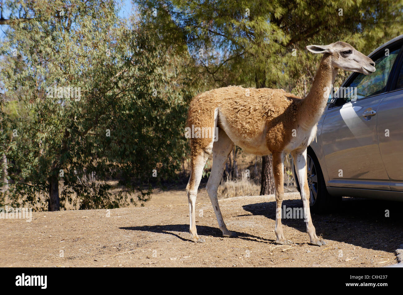 Les touristes en safari à partir de l'alimentation de la voiture, Guanaco (Lama guanicoe) debout sur le terrain, à la Reserva Sevilla, le parc safari Banque D'Images