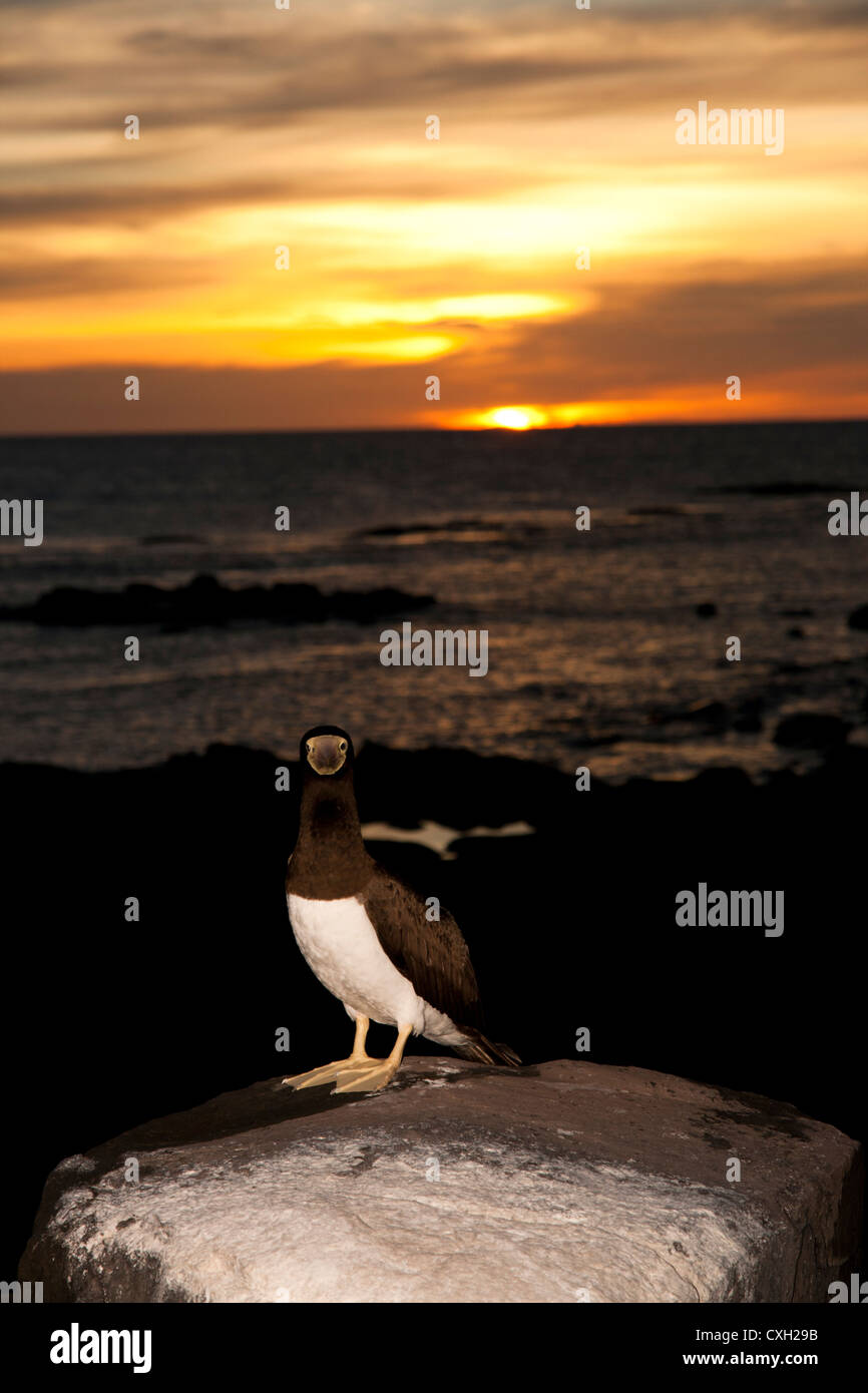 Fou brun Sula leucogaster dans îles Abrolhos rive sud de l'état de Bahia, Brésil, l'heure du coucher du soleil Banque D'Images