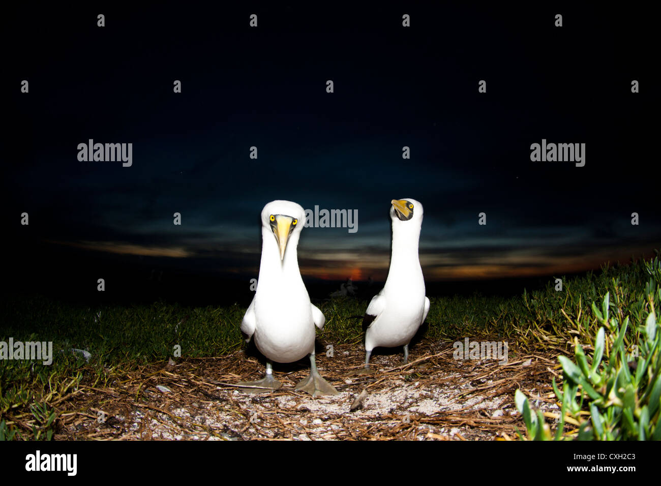 Fous masqués dans l'île de Abrolhos, National Marine Park à Bahia, au nord-est du Brésil. Banque D'Images