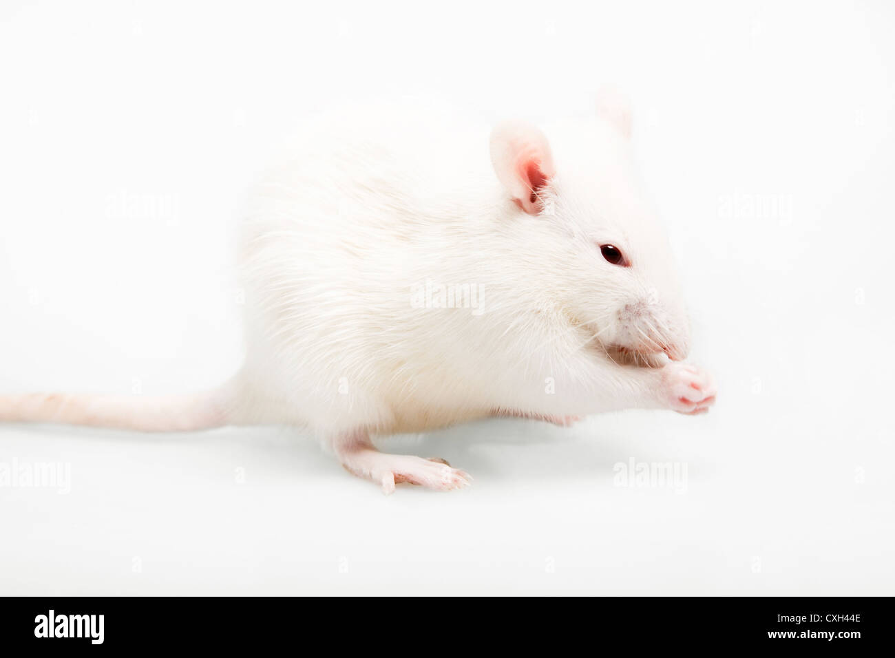 rat blanc Banque D'Images