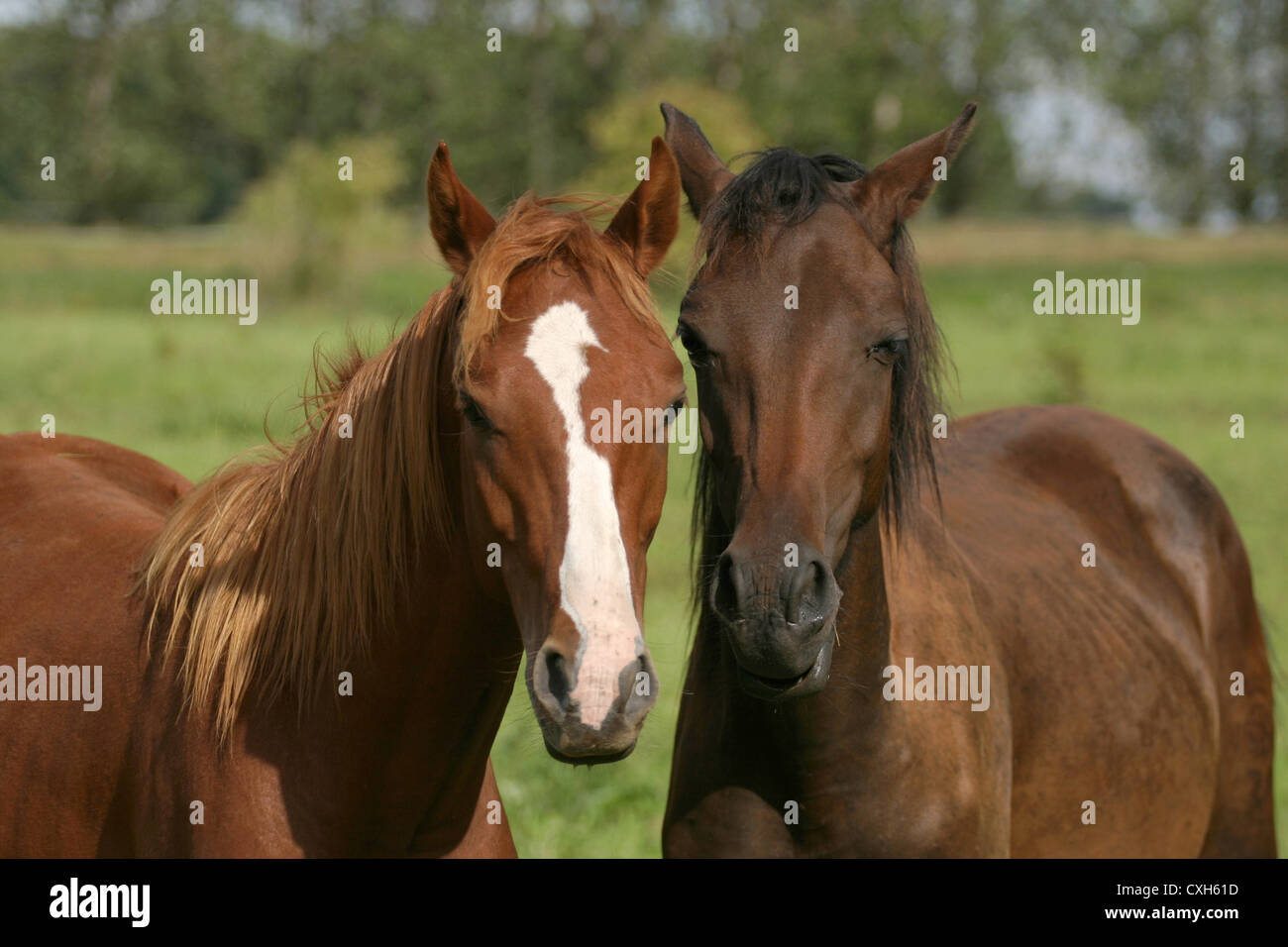 2 German Riding Ponies Banque D'Images